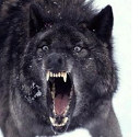 insanity_wolf